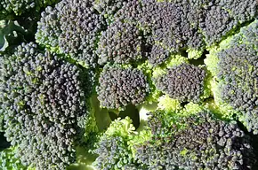 Ile kalorii ma brokuł? Wartości odżywcze i właściwości zdrow